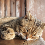 30日で怠け者でも努力ができる思考に変わり確実にツキを得る方法！